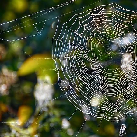 Apartament Gawra Gustawa Ustrzyki Dolne Zewnętrze zdjęcie